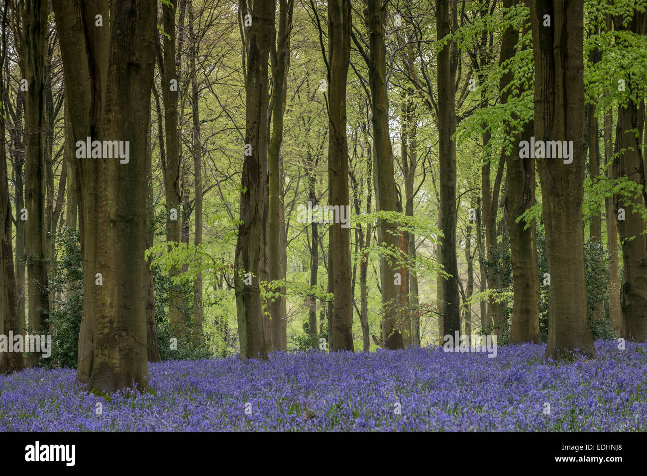 Bluebell: Hyacinthoides non-Scriptus. West-Holz, in der Nähe von Marlborough, Wiltshire, England Stockfoto