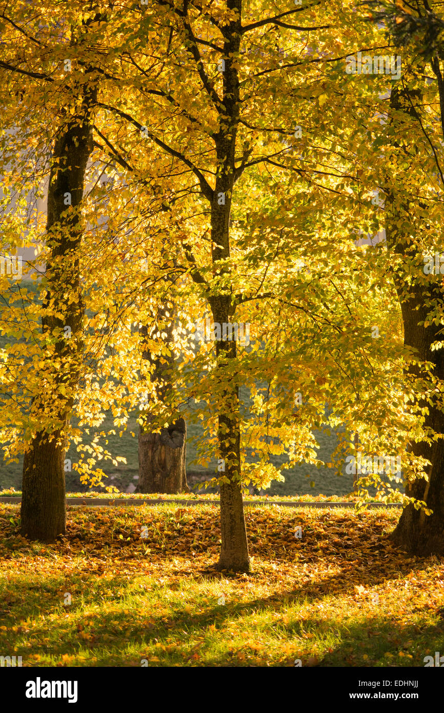 Goldener Herbst Farben in Abend-park Stockfoto