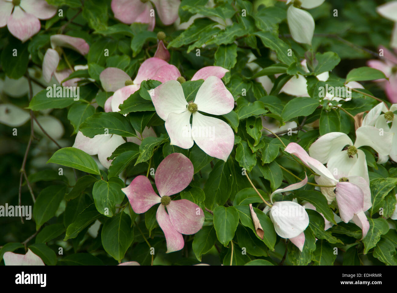 Cornus Kousa Chinensis Stockfoto