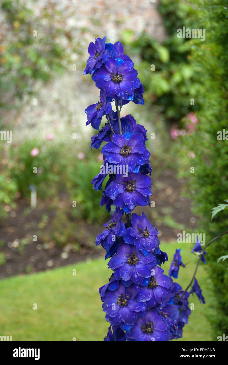 Delphinium-Amadeus Stockfoto