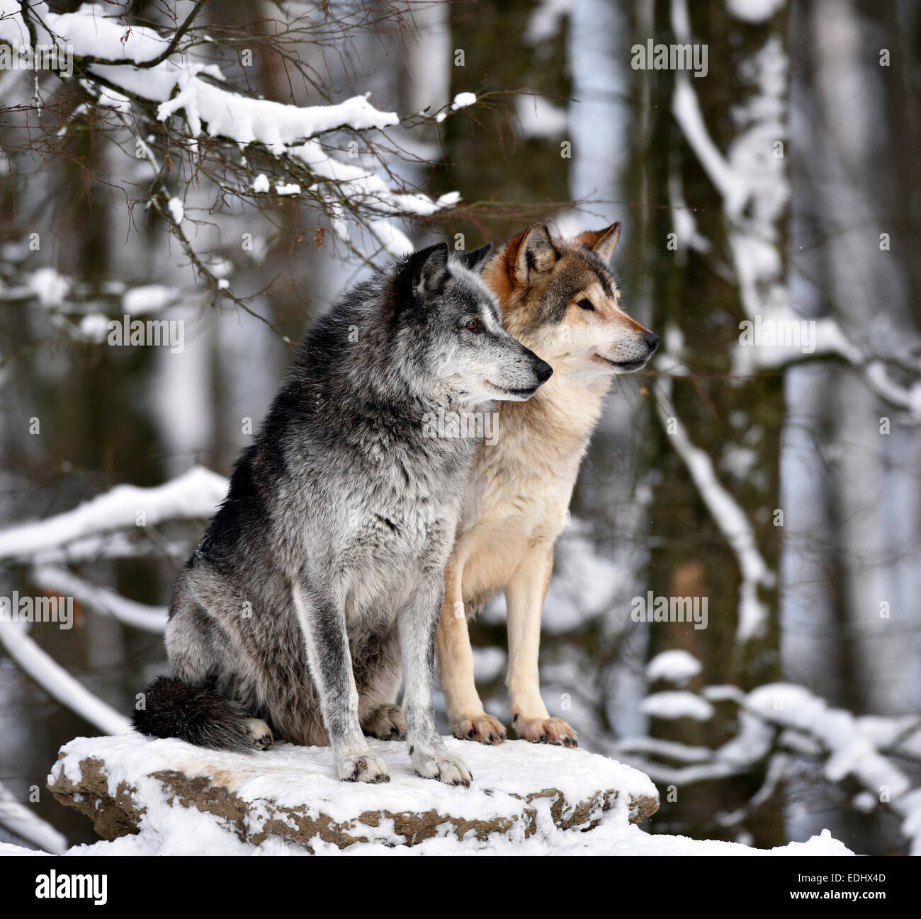 Männliche und weibliche Führer des Rudels, alpha-Wolf, nordwestlichen Wolf (Canis Lupus Occidentalis) im Schnee, aufgepasst, gefangen Stockfoto