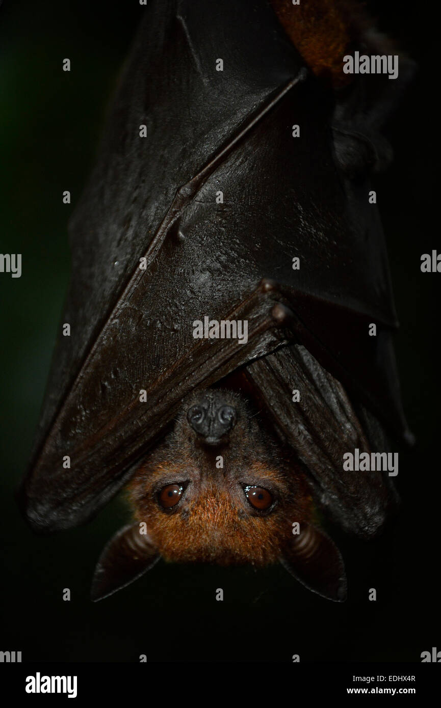 Flughund (Pteropus SP.), ursprünglich aus Südostasien, gefangen Stockfoto