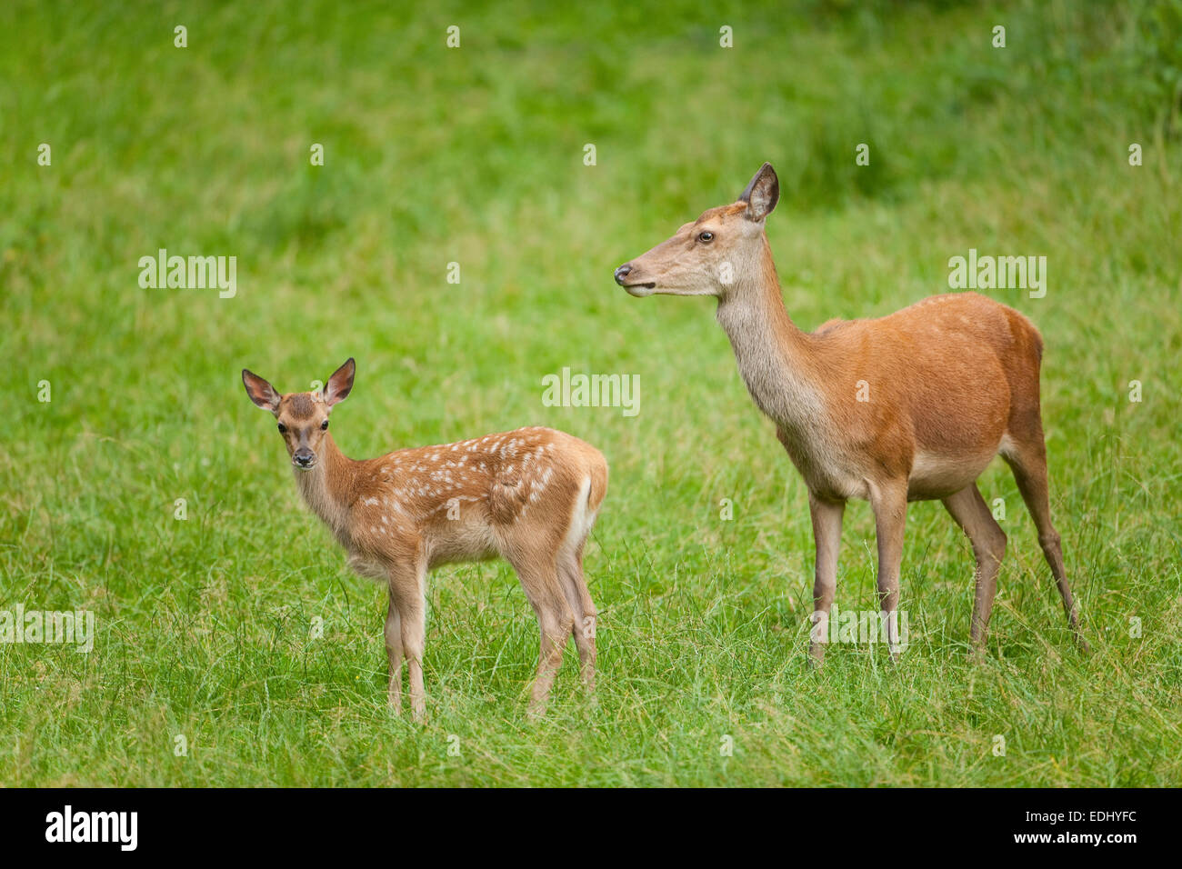 Rothirsch (Cervus Elaphus), Hinterbeine und Fawn auf einer Wiese, Gefangenschaft, Bayern, Deutschland Stockfoto