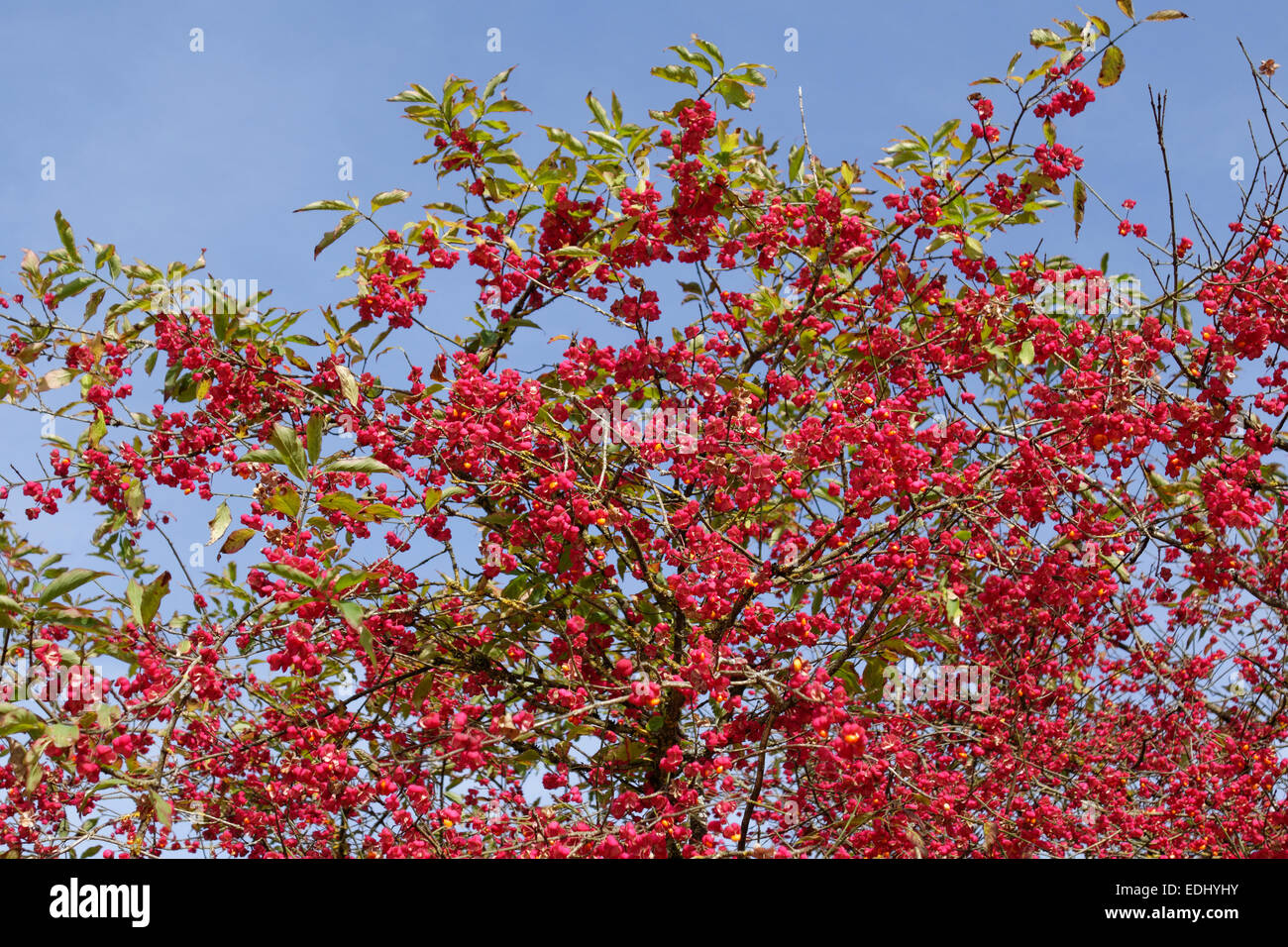 Obststand, Europäische Spindel (Euonymus Europaeus), Bayern, Deutschland Stockfoto