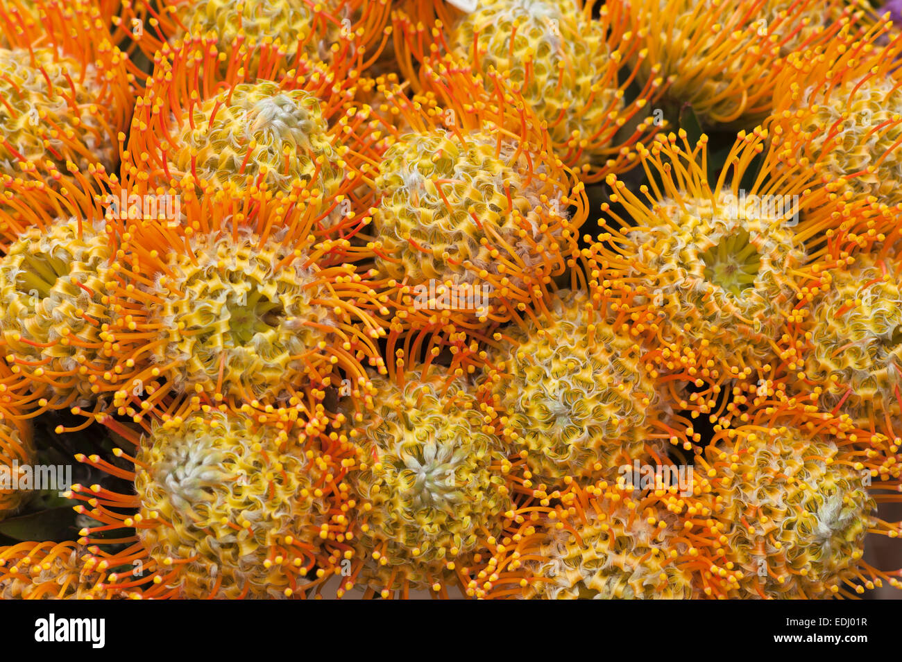 Nadelkissen oder Protea (Leucospermum Patersonii), ursprünglich aus Südafrika Stockfoto