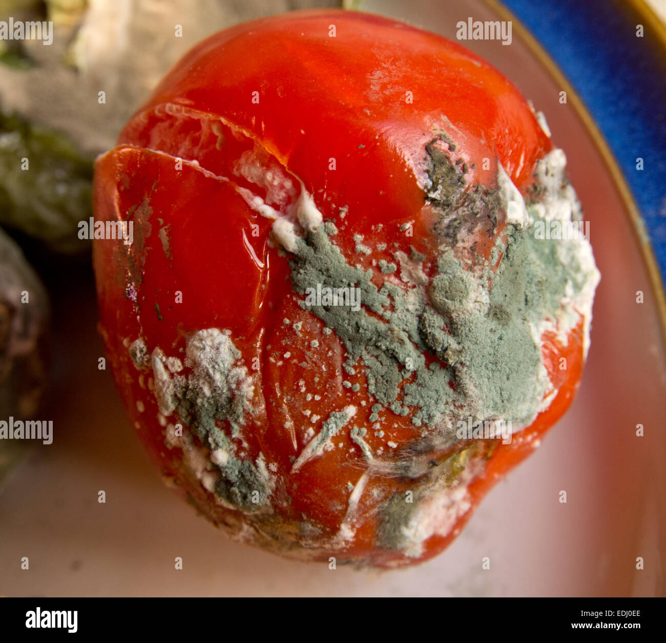 Faule Tomaten Stockfoto