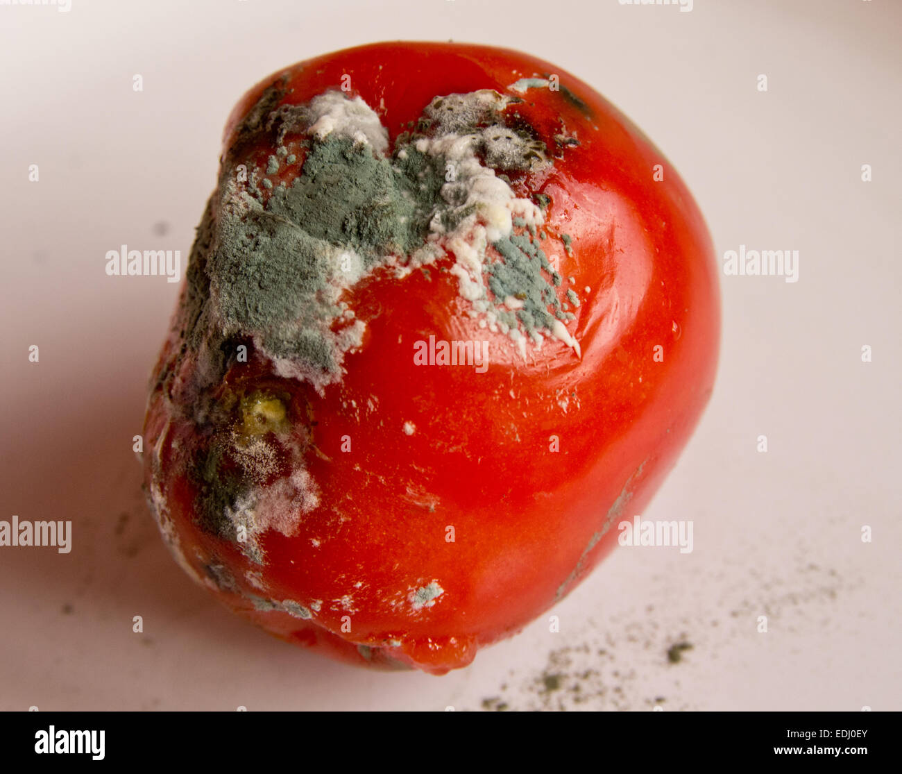 Faule Tomaten Stockfoto