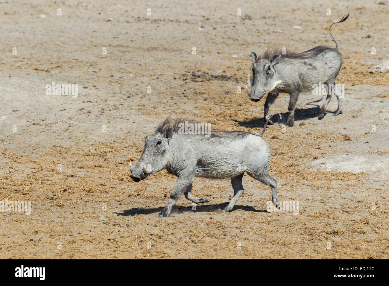 Gemeinsamen Warzenschweine (Phacochoerus Africanus), Etosha Nationalpark, Namibia Stockfoto