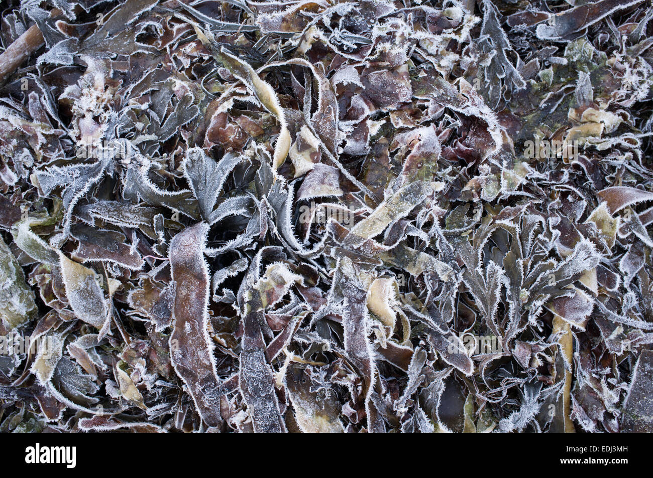 Gefrorene Algen, die auf einen Garten als Kompost ausgebreitet hat Stockfoto