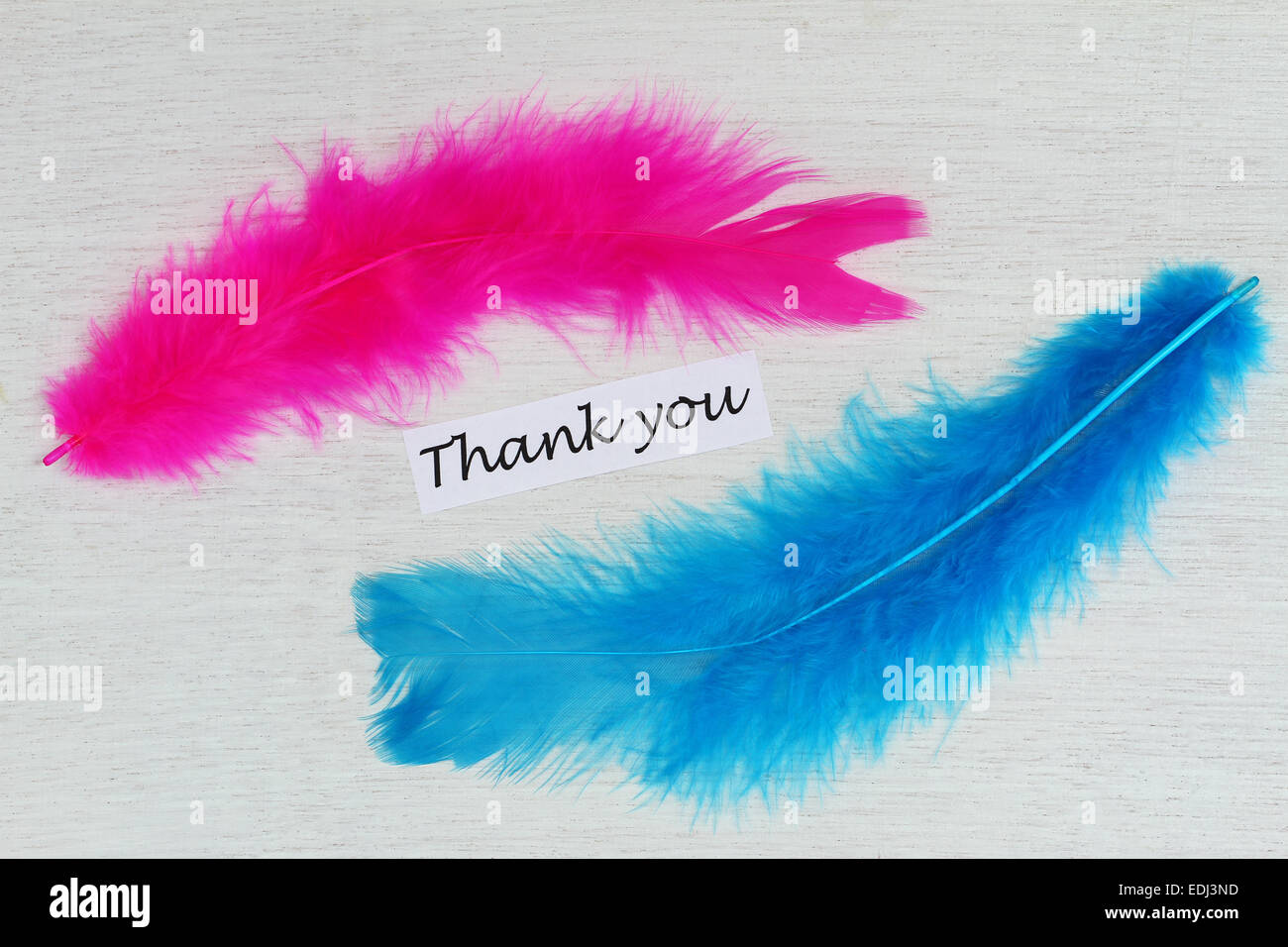 Dankeschön-Karte mit rosa und blauen Federn Stockfoto