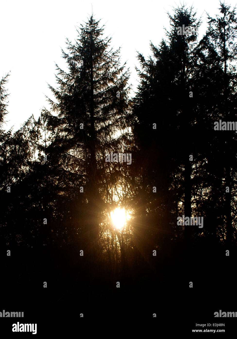 Sonne durch Bäume bei Sonnenuntergang, Devon, UK Stockfoto