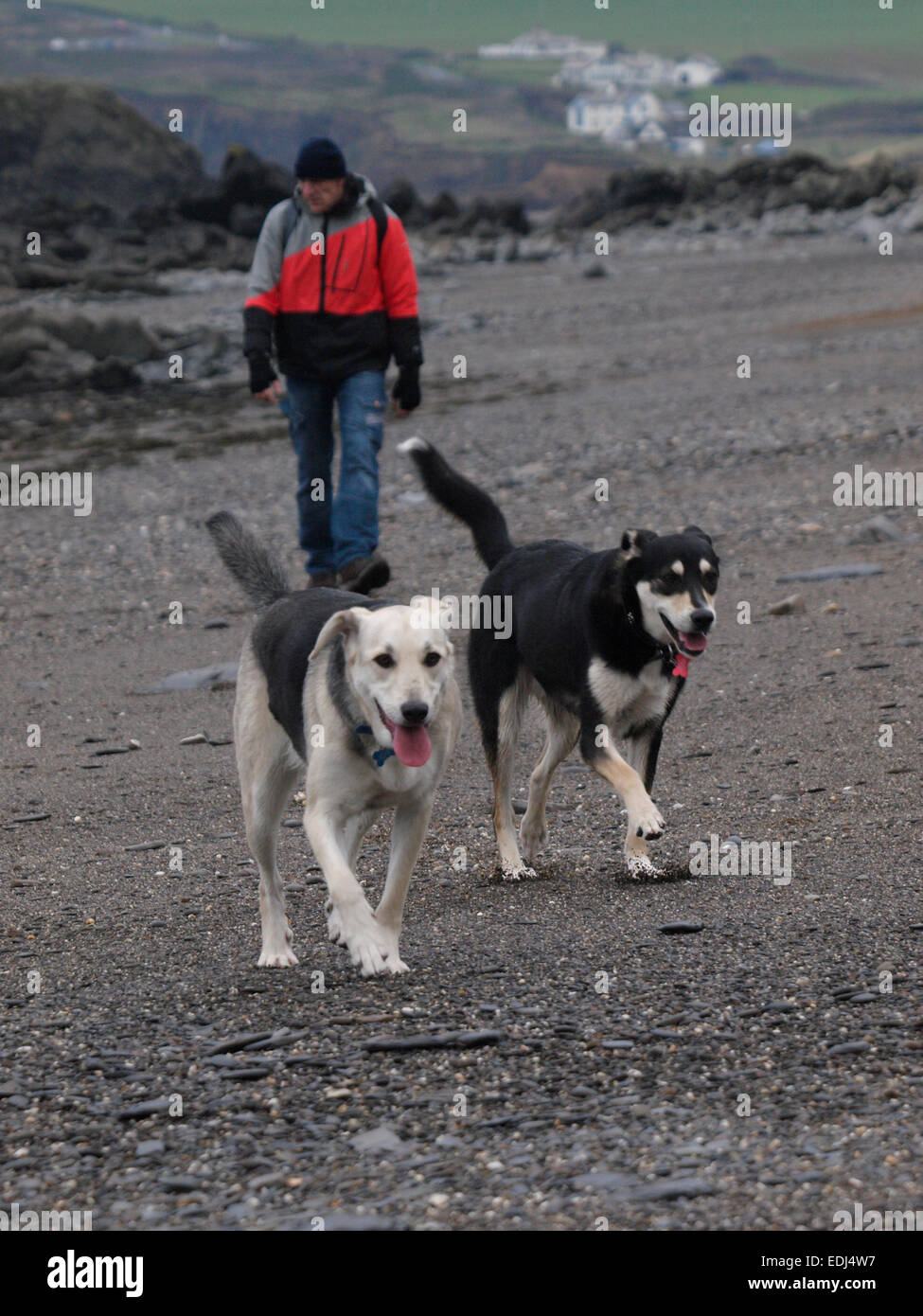 Mann zu Fuß zwei Hunde am Strand, Cornwall, UK Stockfoto