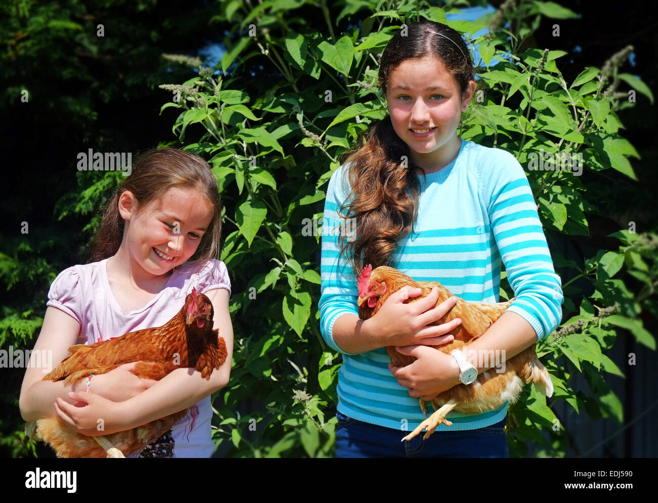 Zwei glückliche junge Schulmädchen halten Hühner in einem Garten im Norden Co. Dublin Irland Stockfoto