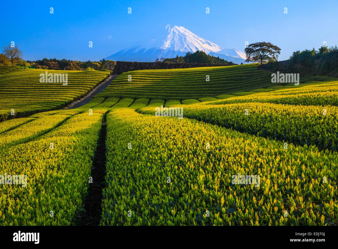 Japanischer grüner Teeplantage und Mt. Fuji, Shizuoka, Japan Stockfoto