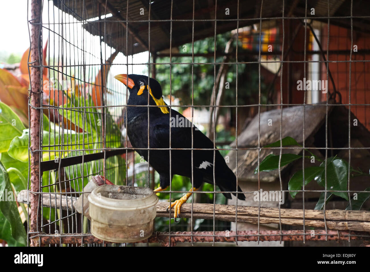 Gemeinsamen Hill Myna, Gracula Religiosa, Vogel in einem Käfig als Haustier, Koh Lanta Thailand, Südost-Asien. Stockfoto