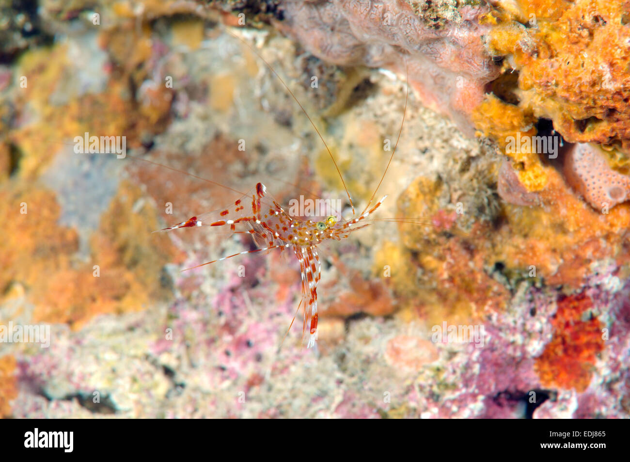 Klar, Putzergarnelen (Urocaridella sp.) Bohol Sea, Philippinen, Südostasien Stockfoto