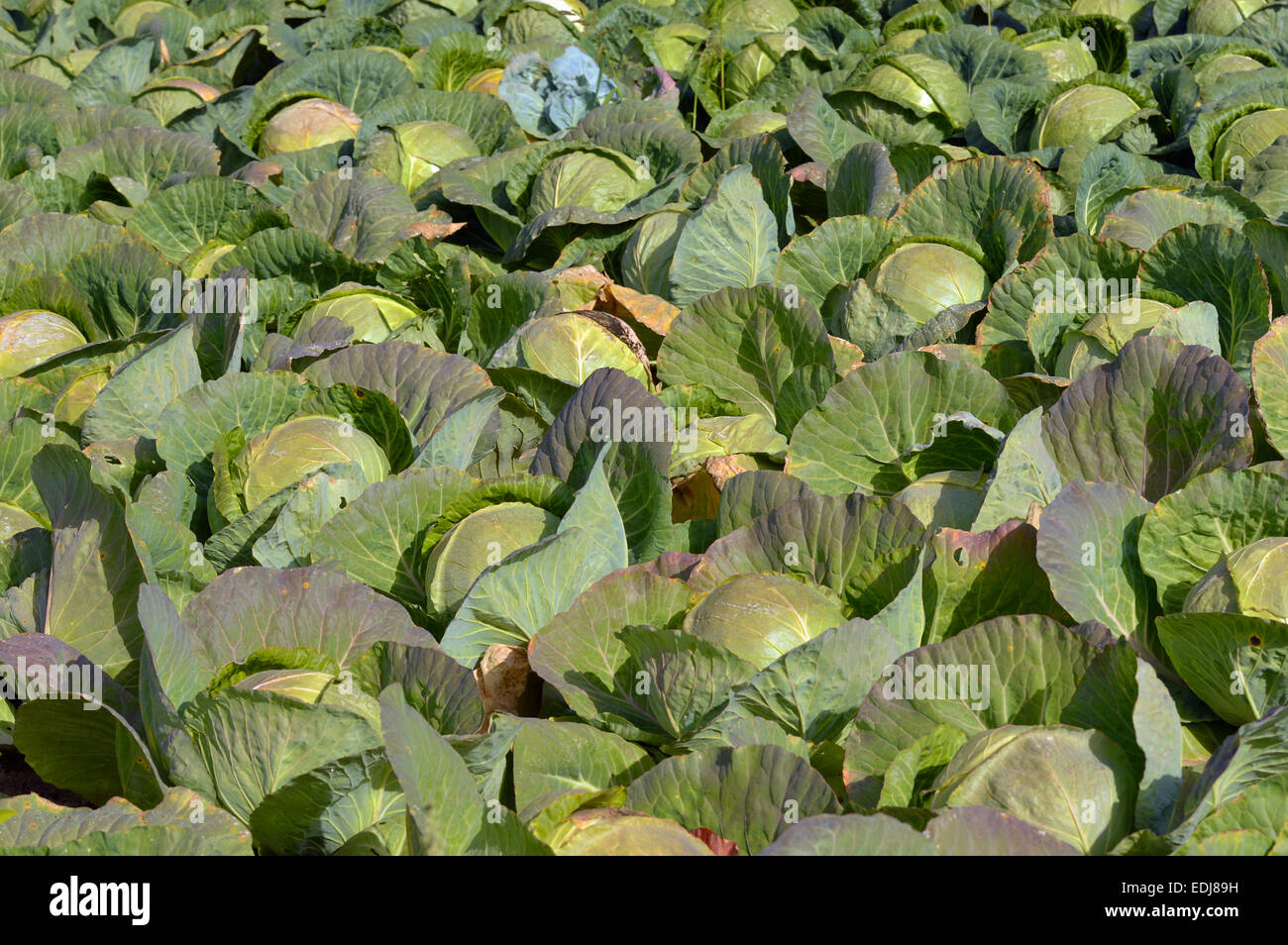 Weißkohl - ein Kohlkopffeld im Elsass, Frankreich Stockfoto