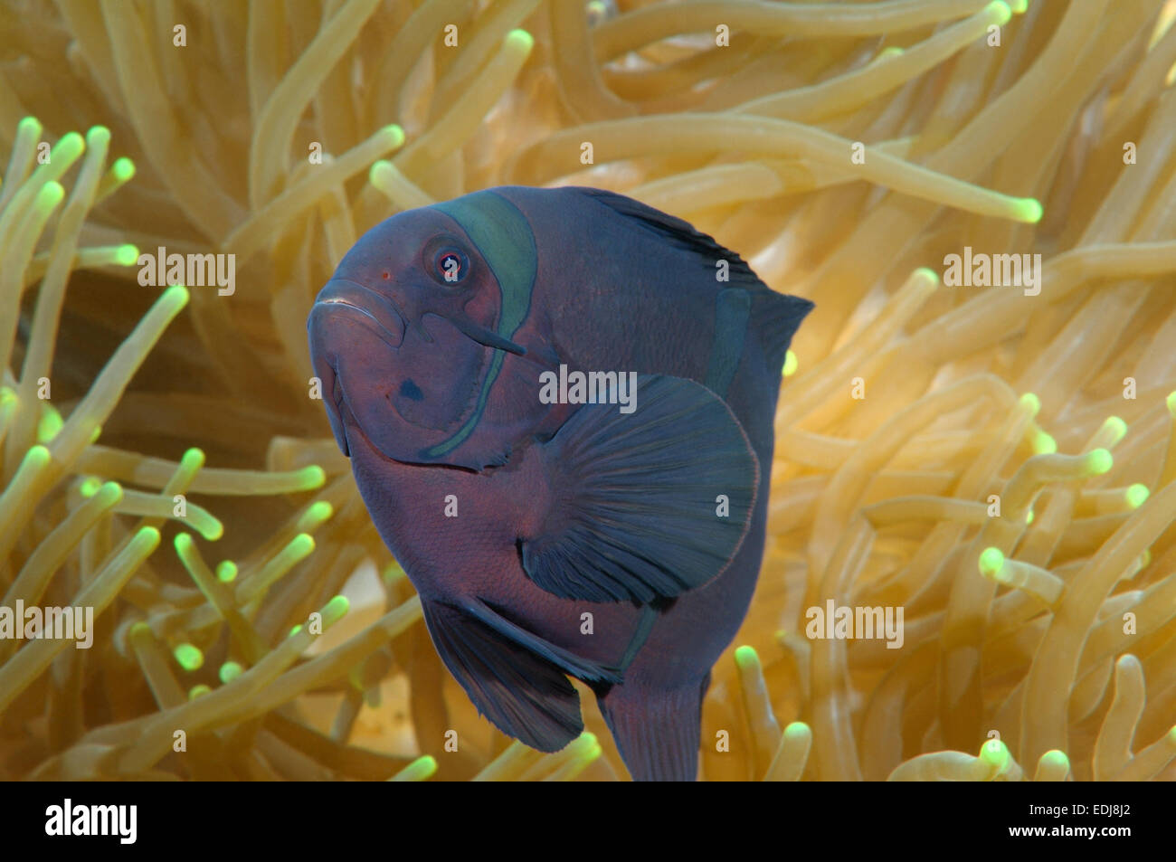 Spinecheek Anemonefish, maroon Clownfische oder Wirbelsäule ckig Clownfische (Premnas Biaculeatus) selten, schwarzen Farbe, Bohol Sea Stockfoto