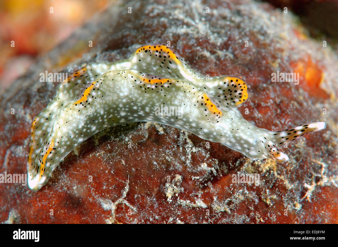Seeschnecke oder Nacktschnecken (Elysia Subornata) Bohol Sea, Philippinen, Südostasien Stockfoto