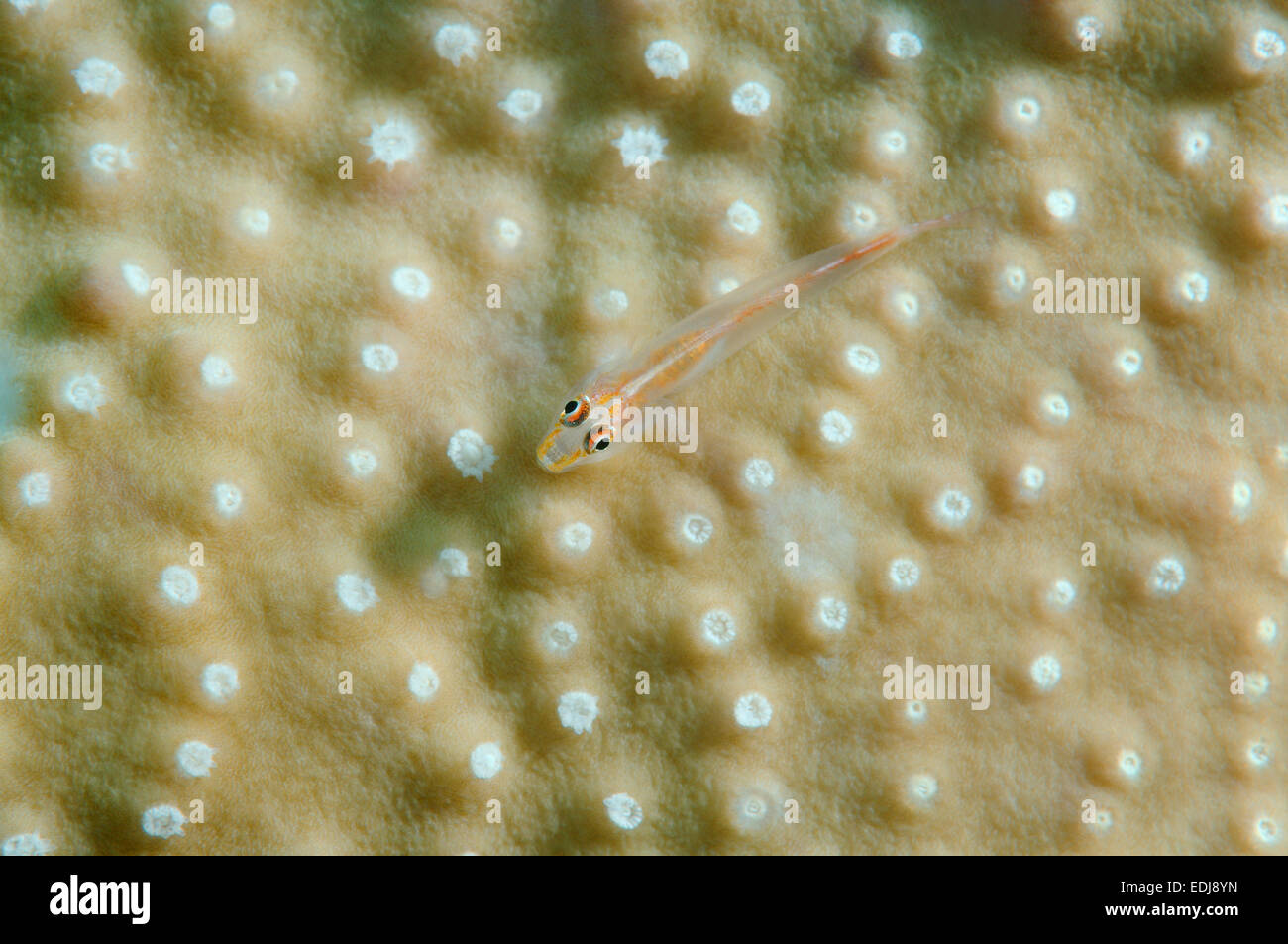 Großen Peitsche Grundel oder White-Line Seawhip Grundel (Bryaninops Amplus) Bohol Sea, Philippin, Südost-Asien Stockfoto