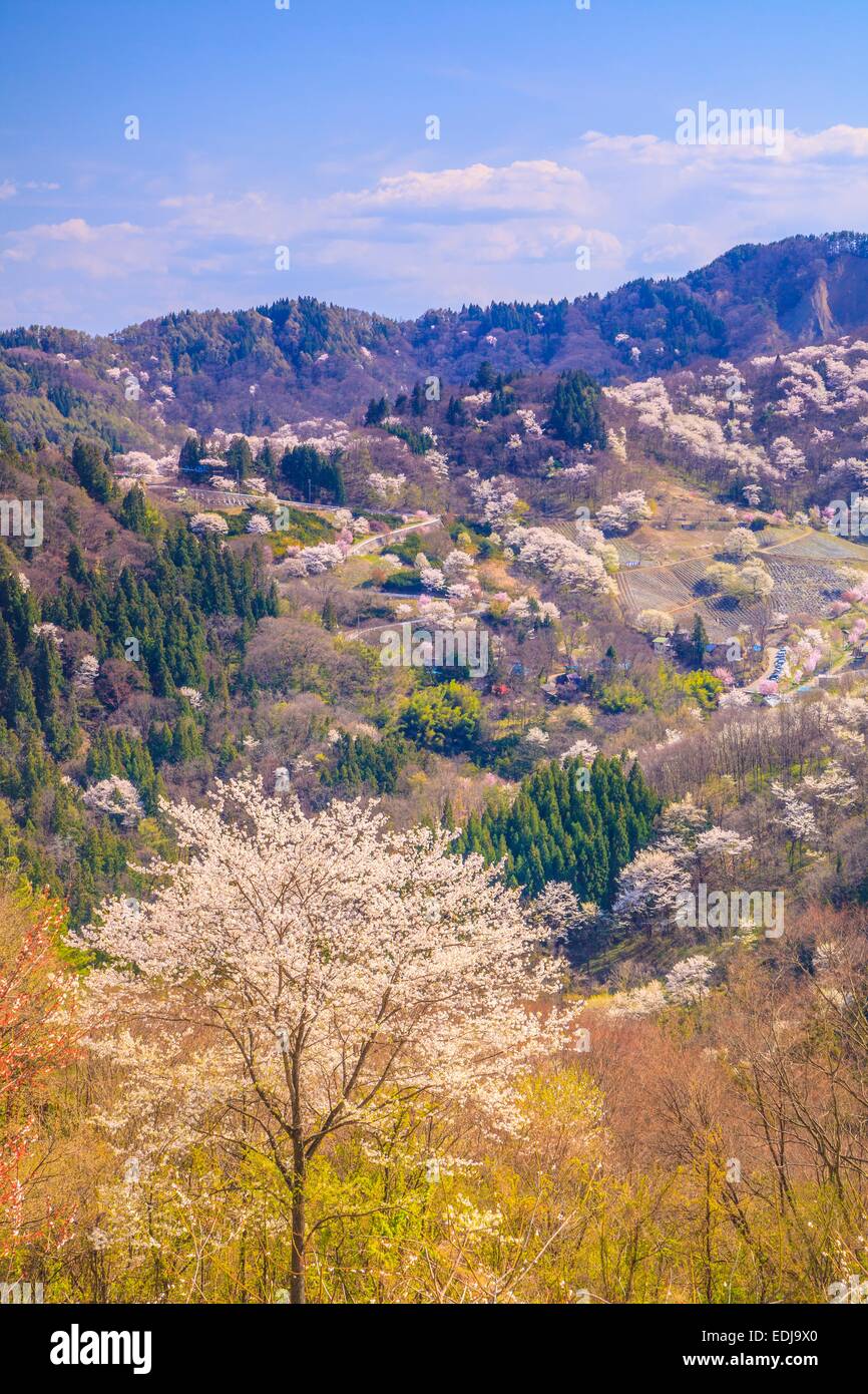 Prunus Sargentii, Rikugou-Ousenkyo, Nagano, Japan Stockfoto