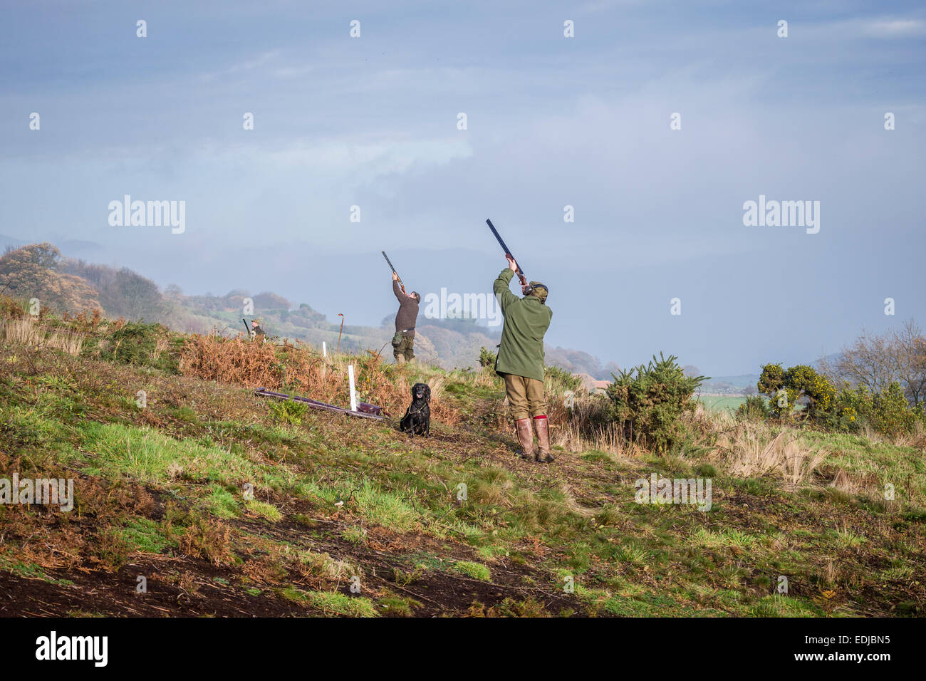 Fasan schießen in englischen Landschaft, UK Stockfoto