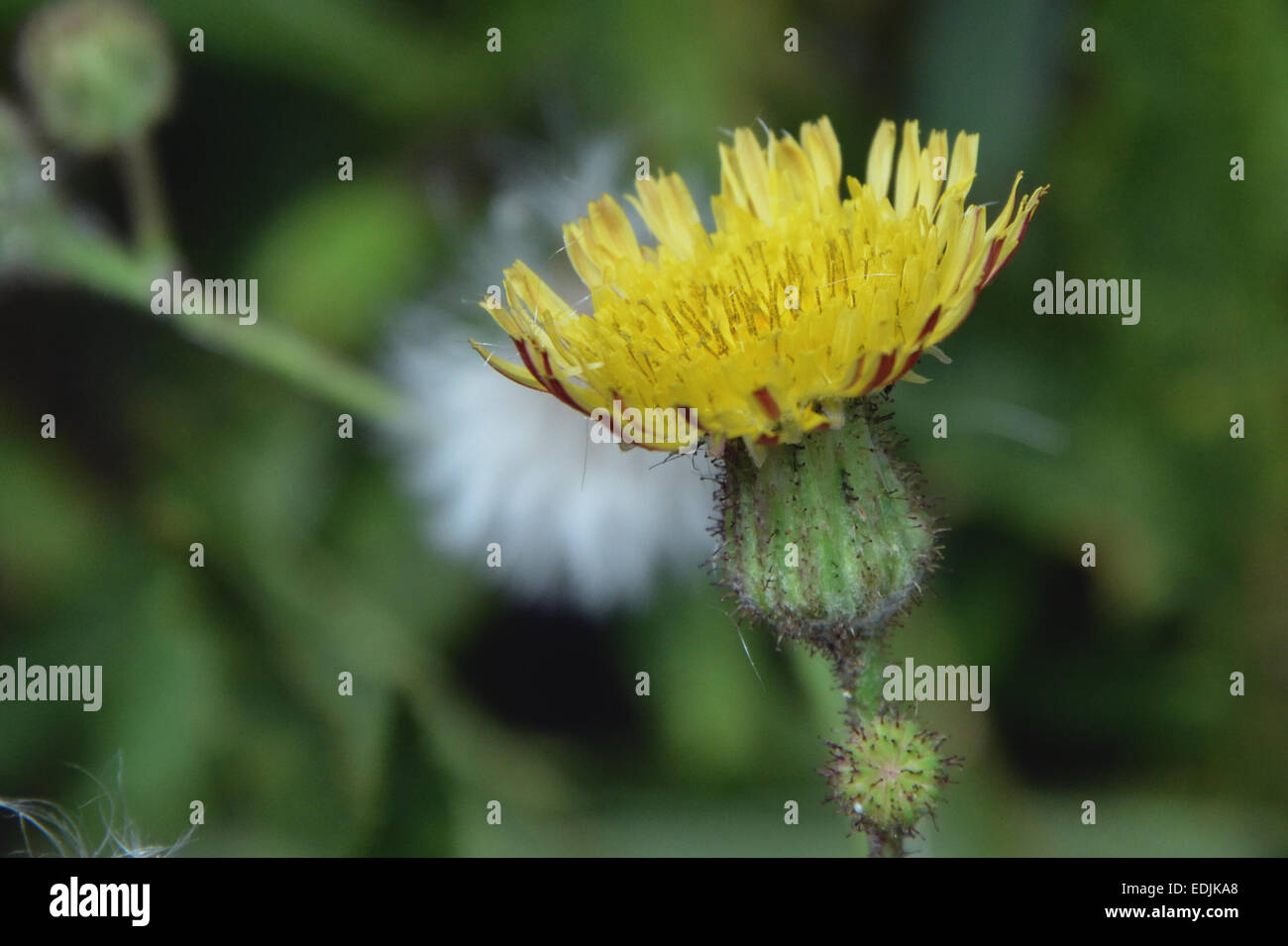 Blumen Songgolangit Stockfoto