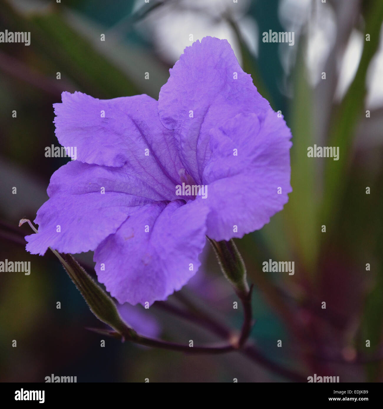 Trompete Flower lila Stockfoto