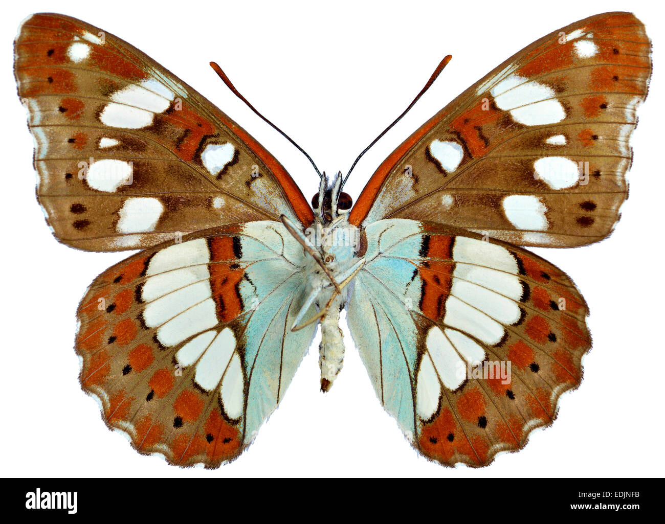 Isolierte Southern White Admiral Schmetterling Stockfoto