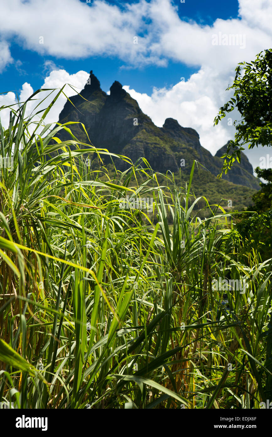 Mau713Mauritius, Creve Coeur, Mount Pieter Both über Zuckerrohr-Ernte Stockfoto