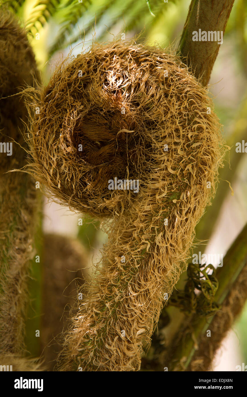 Mauritius, Maccabe, Natur behalten, neue Wedel von Tree unfurling Farn Stockfoto