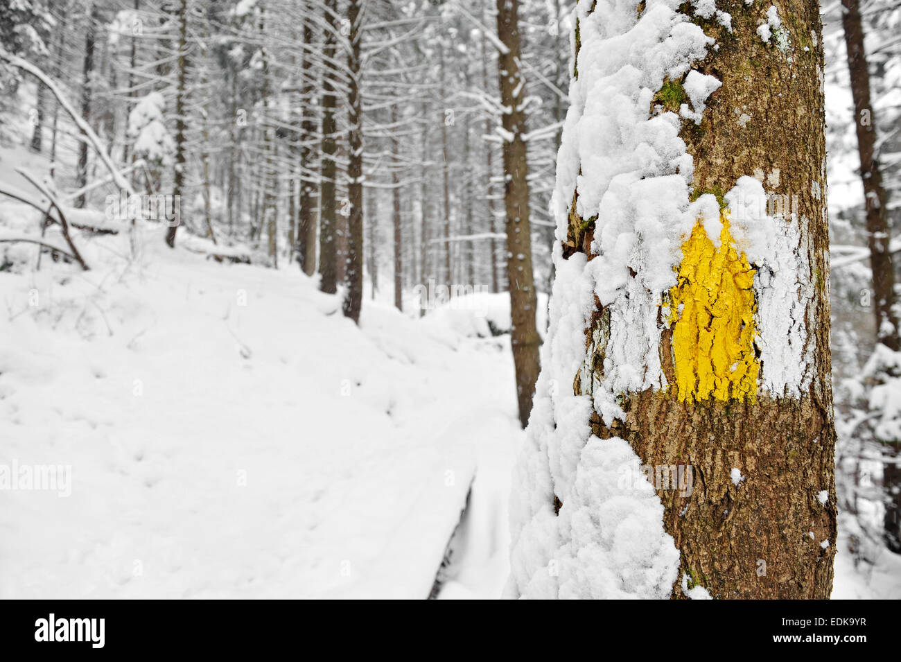 Gelbe Leiste markieren einen Wanderweg auf einem Baum im winter Stockfoto