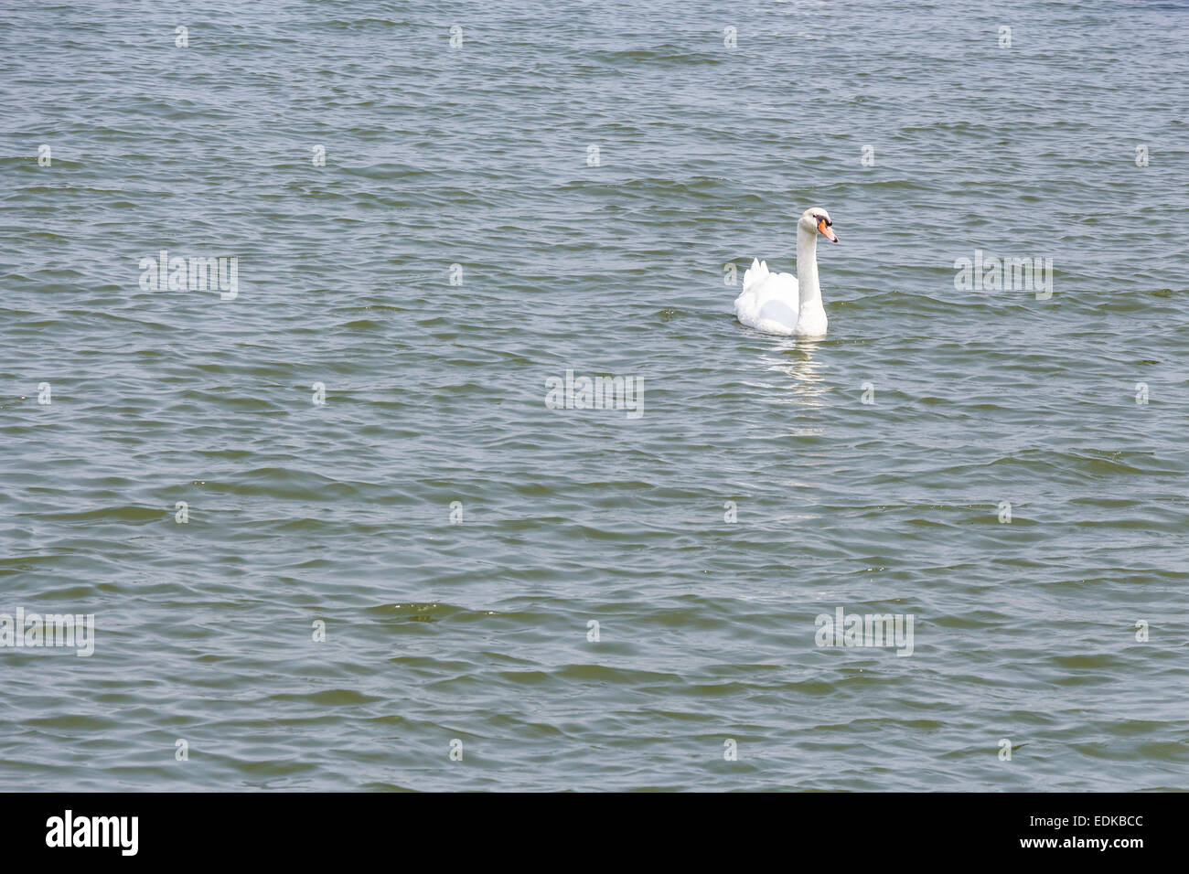 Ein weißer Schwan schwimmt auf Teich in Thailand Stockfoto