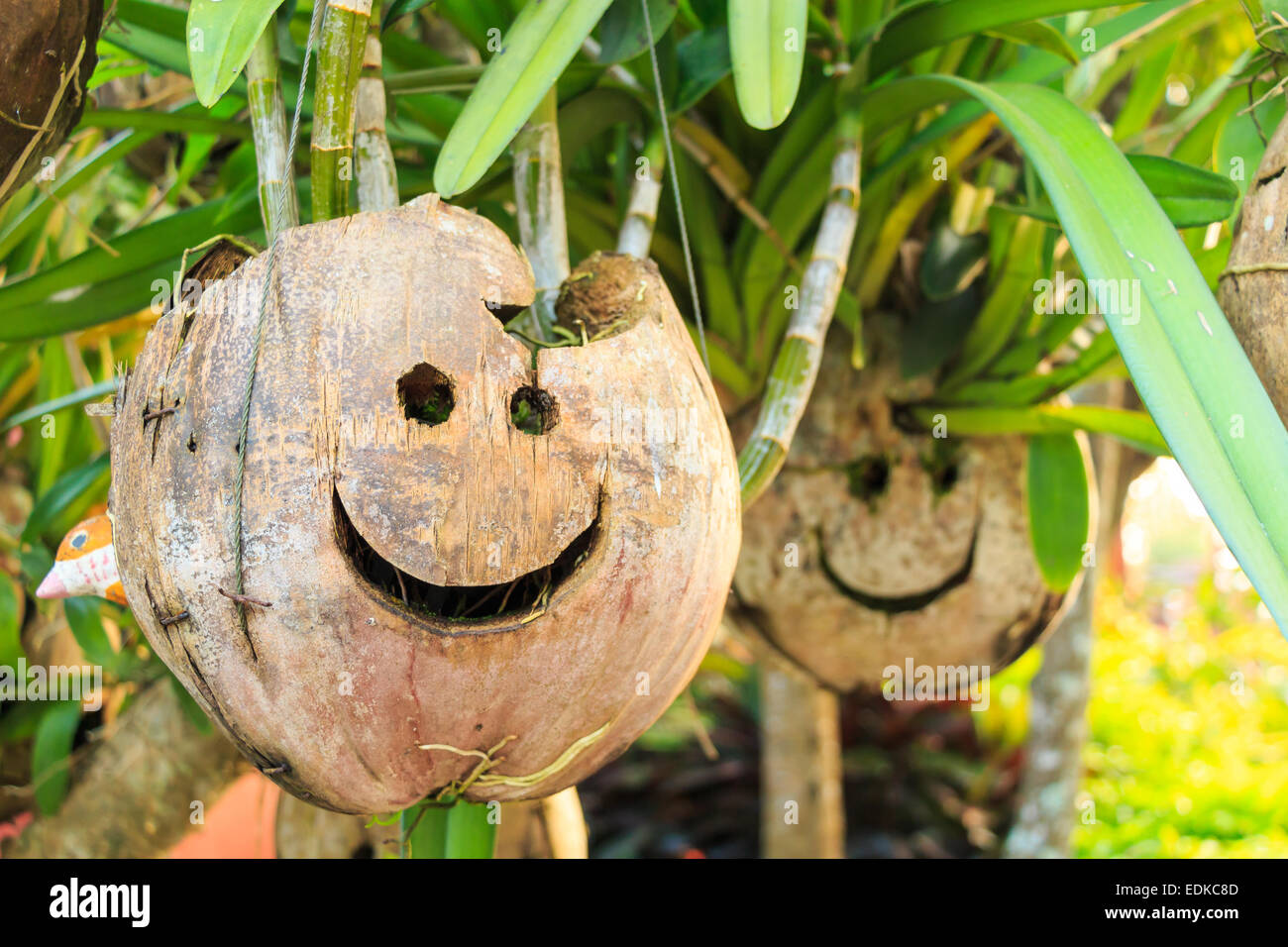 Kokosnuss mit Lächelngesicht gehängt wurde vor Haus, Thailand Stockfoto