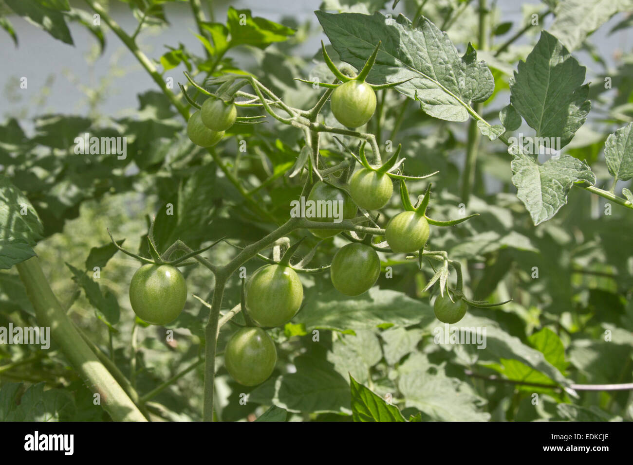 Nahaufnahme von einem sonnigen Sommer Gemüsegarten mit reichlich, Reifung, Bio grüne Tomaten Stockfoto