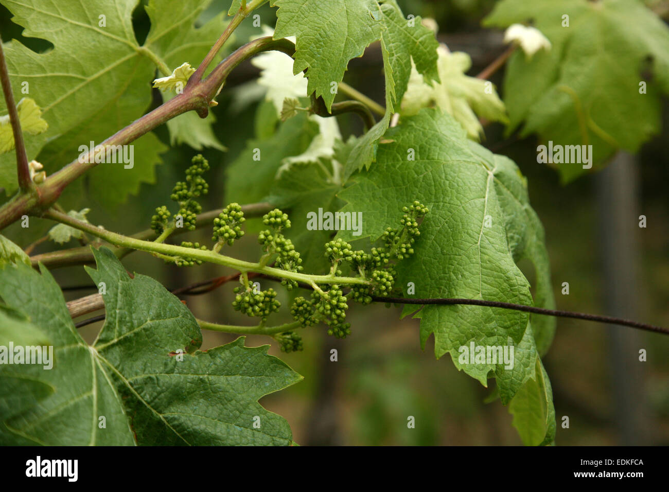 Beginn der Vegetationsperiode für Trauben in Italien. Stockfoto