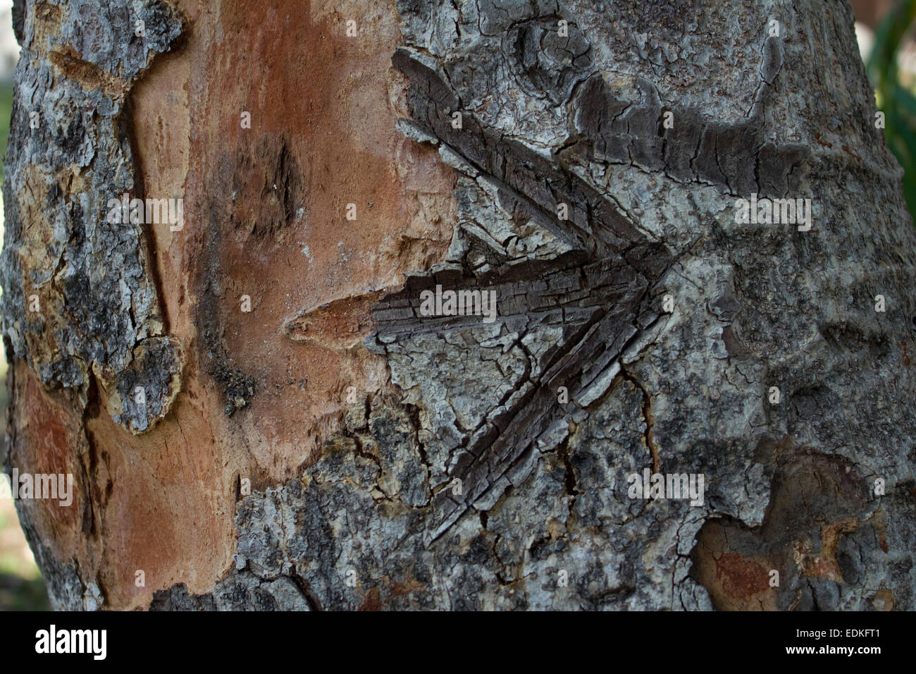 Closeup Pfeilmarkierung auf Baum Hintergrund Stockfoto