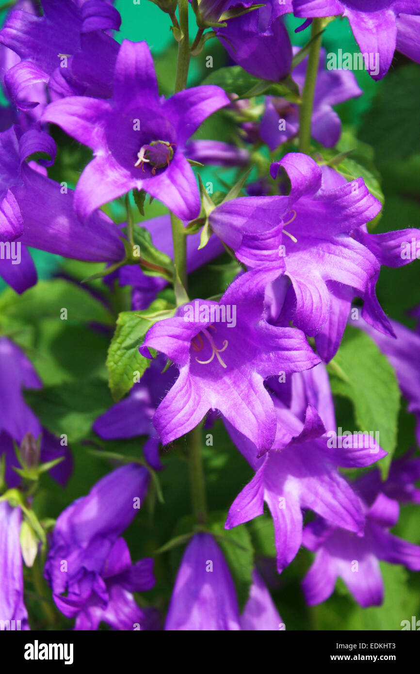 Blumen Garten Glockenblumen schließen Ansicht auf Vollbild-vertikales Bild. Stockfoto