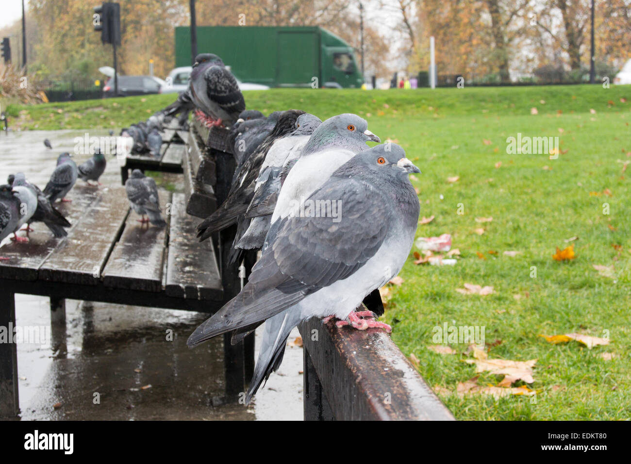 Verwilderte Tauben sitzen auf der Parkbank in London, UK Stockfoto
