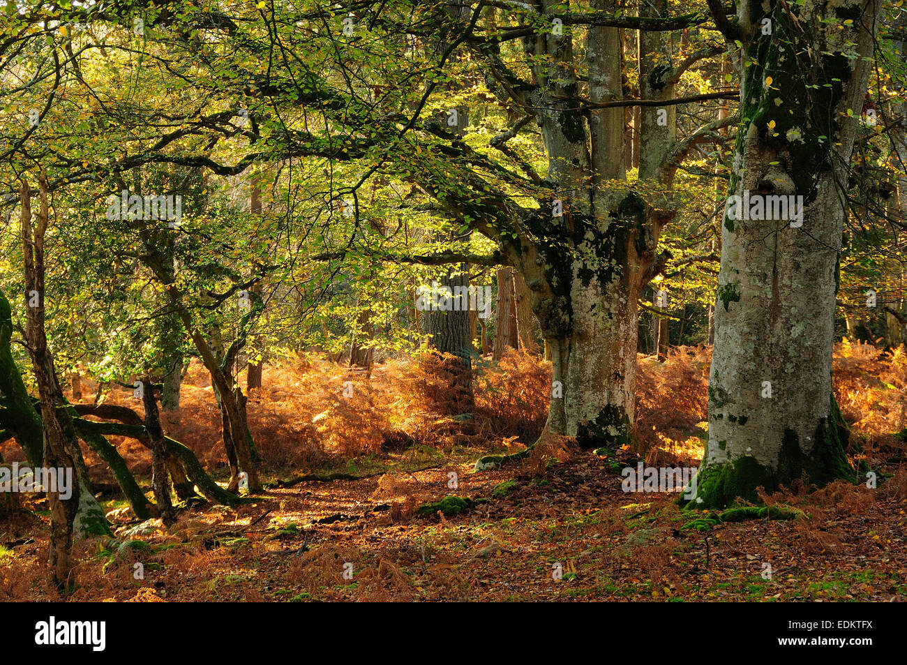 Mark Eschenholz im Herbst, New-Forest-Nationalpark Stockfoto