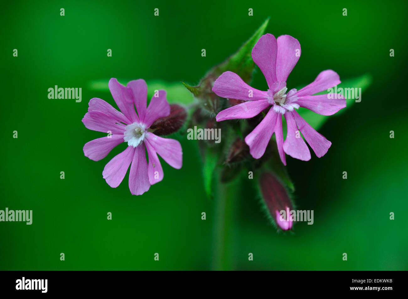 Zwei rote Campion-Blumen im Frühling UK Stockfoto