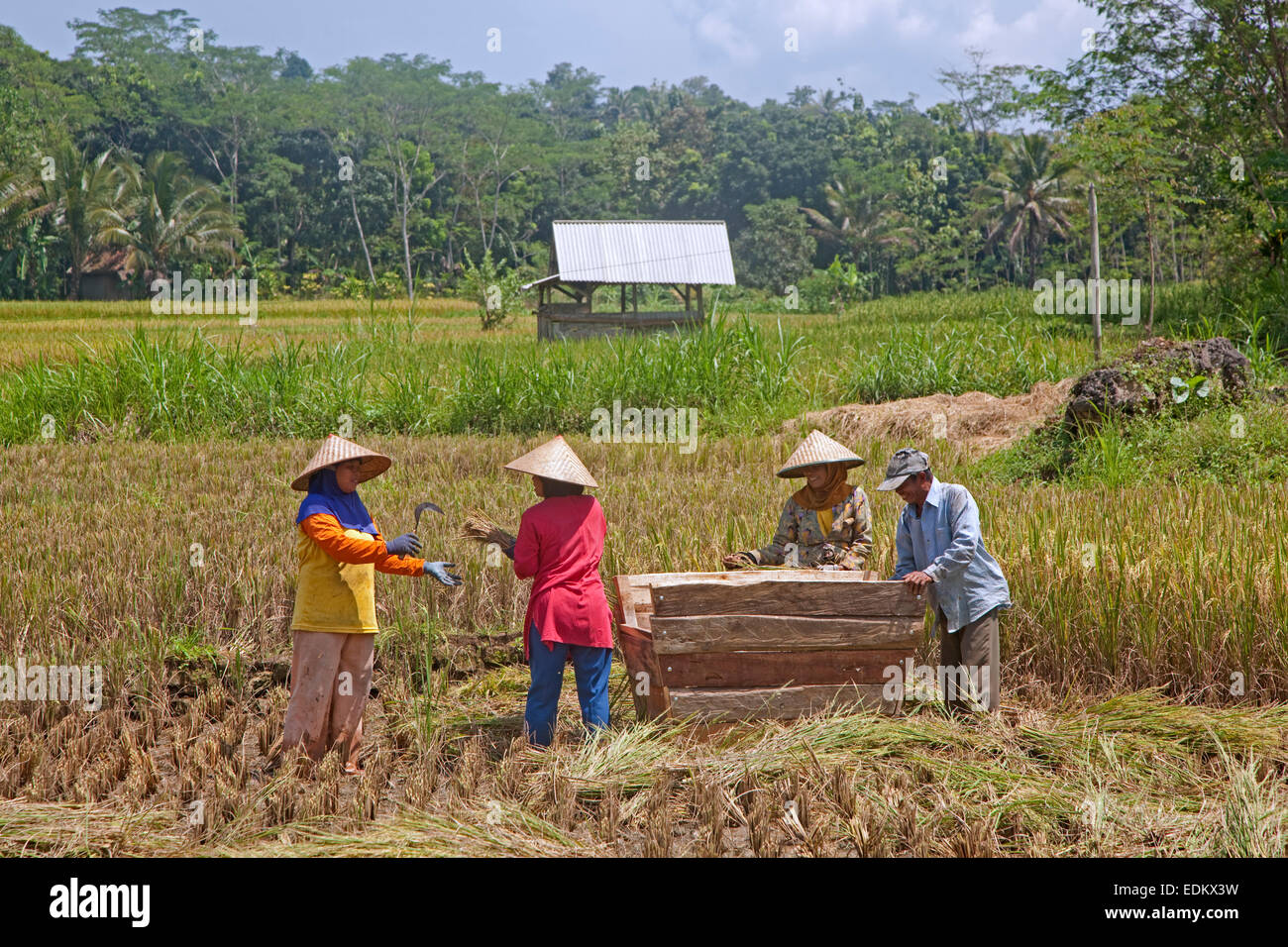 Cargocontainern Arbeiter in Caping, traditionelle asiatische konischen hüten, Ernte Reis im Reisfeld, Garut, Java, Indonesien Stockfoto