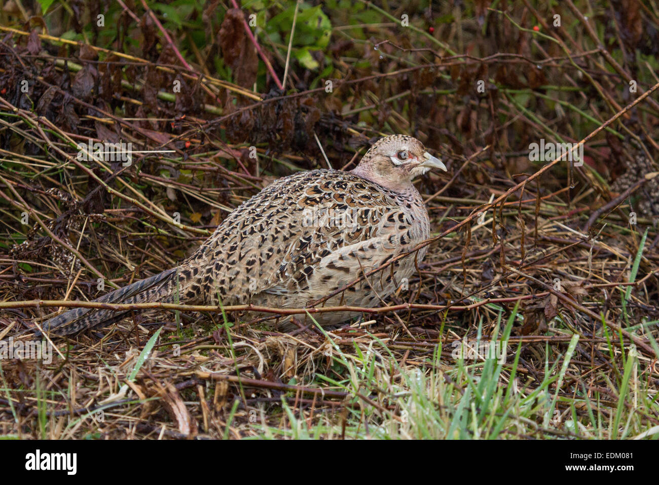 Ein stark getarnten Ring – Necked Fasan Huhn sitzt im typischen schweren Deckel. Stockfoto
