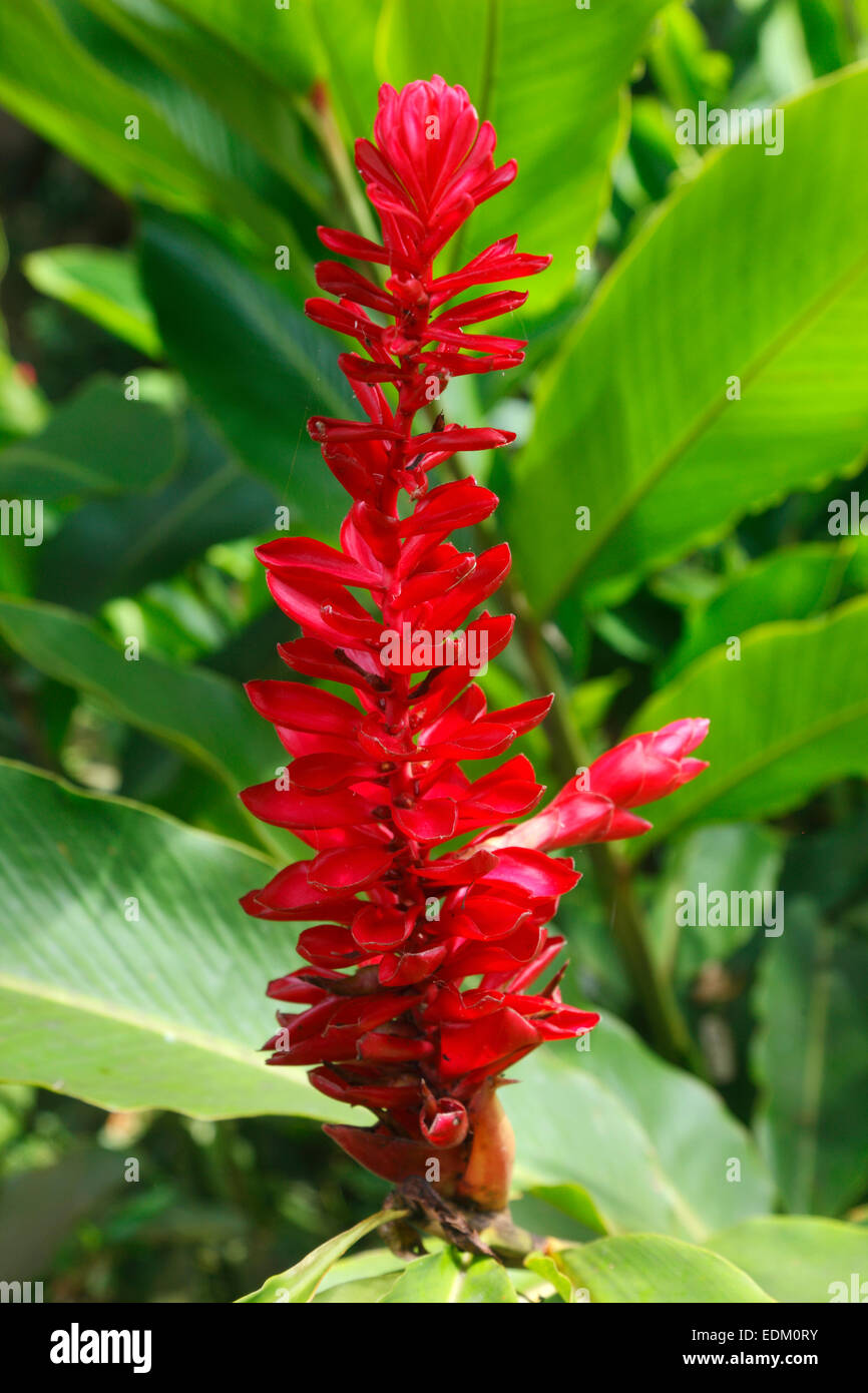 Seychellen - Red Ginger Alpinia Purpurata Blume, Insel La Digue Stockfoto