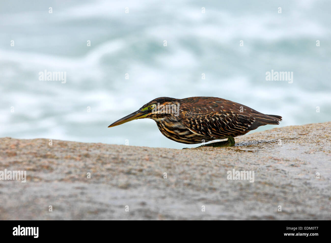 Seychellen Vogel, Insel La Digue. Vogel, wartet auf einen Fisch. Stockfoto