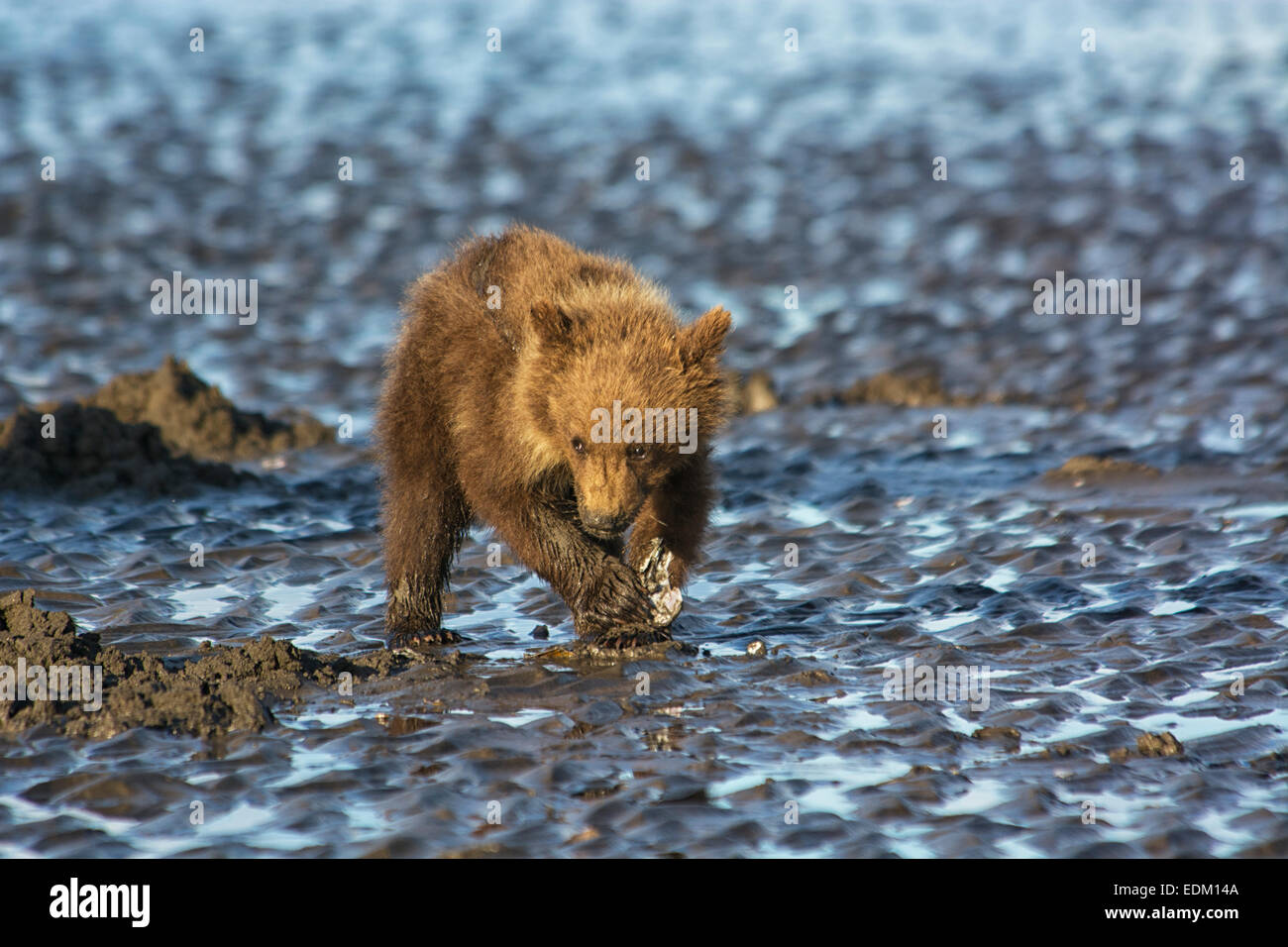 Kleine Grizzly Bear Frühling Cub, Ursus Arctos, clamming in das Wattenmeer des Cook Inlet, Alaska, USA Stockfoto