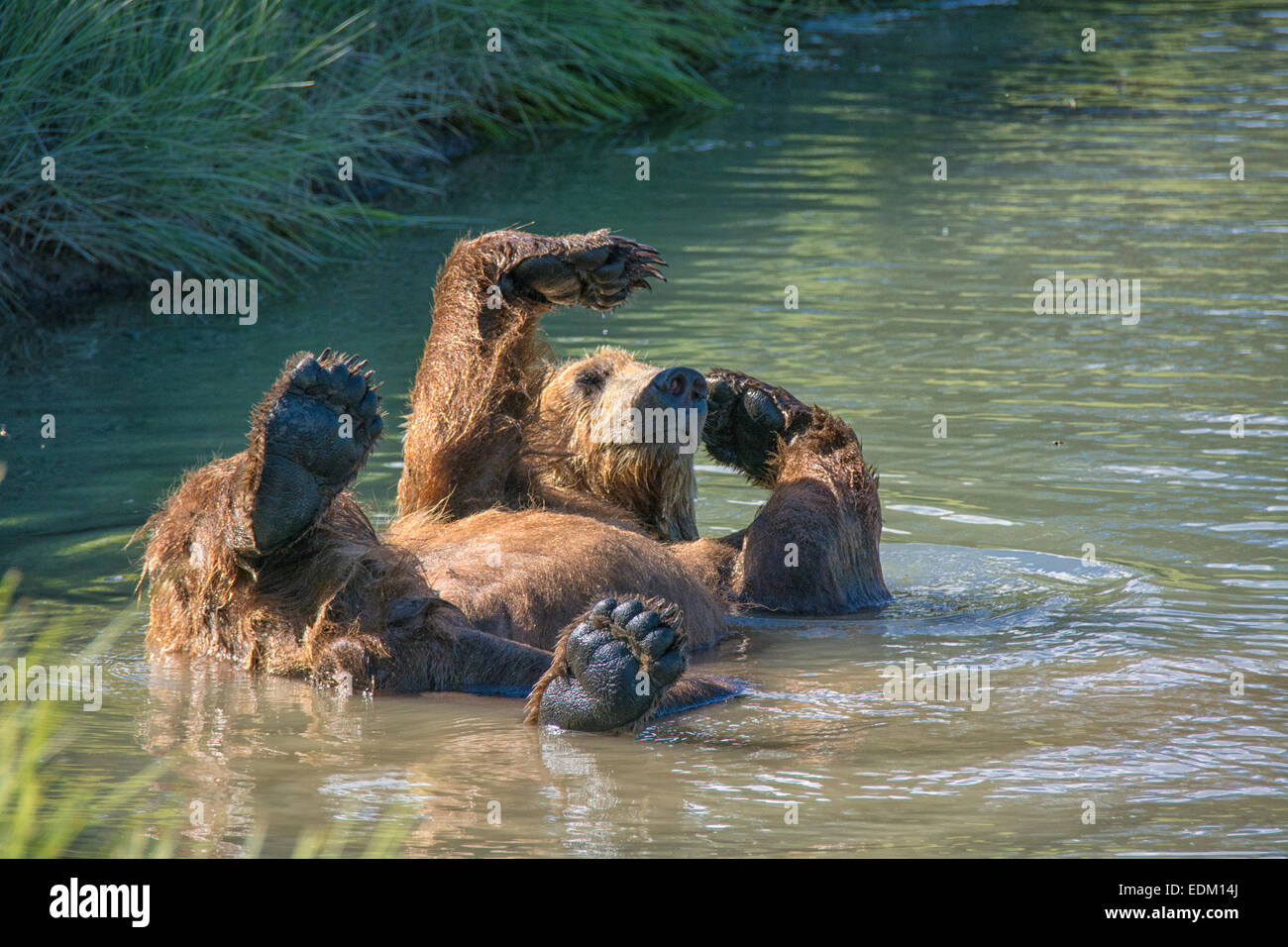 Erwachsenen Grizzly Bären, Ursus Arctos, Abkühlung in einem Strom, Lake-Clark-Nationalpark, Alaska, USA Stockfoto