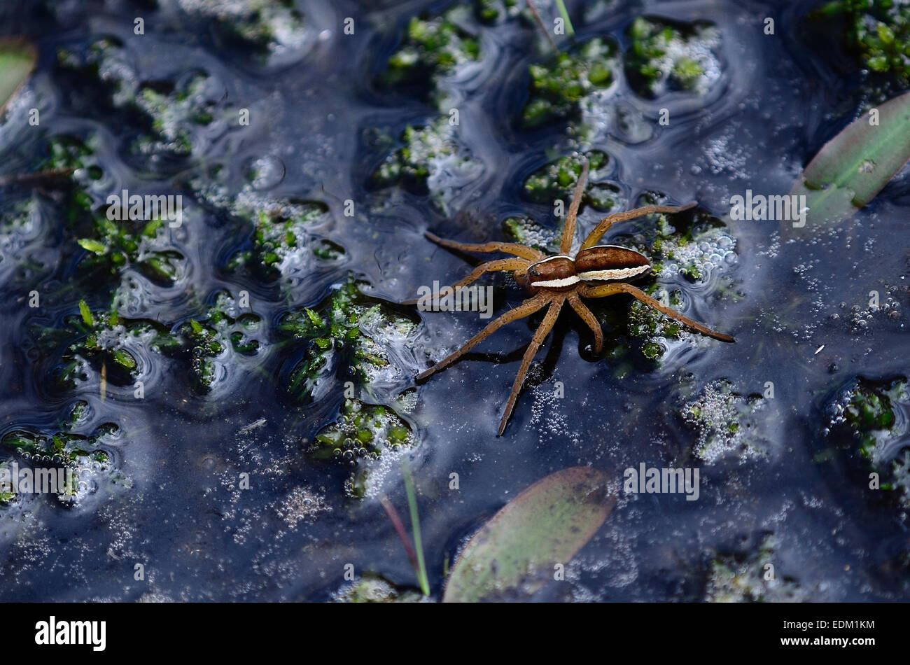 Floß oder Sumpf Spinne UK Stockfoto