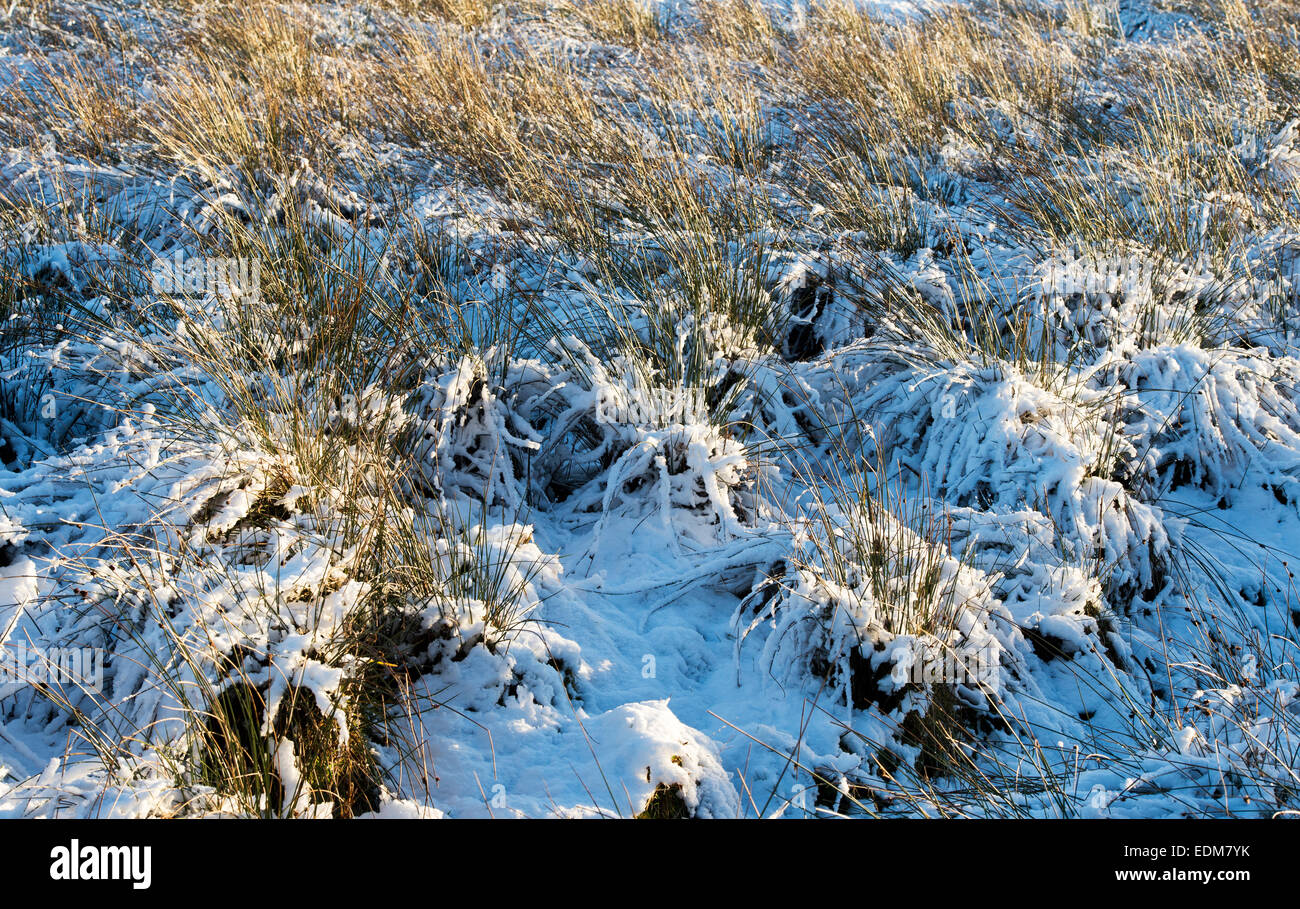 Schneebedeckte Moorland Rasen. Northumberland Nationalpark. Northumbria, England Stockfoto