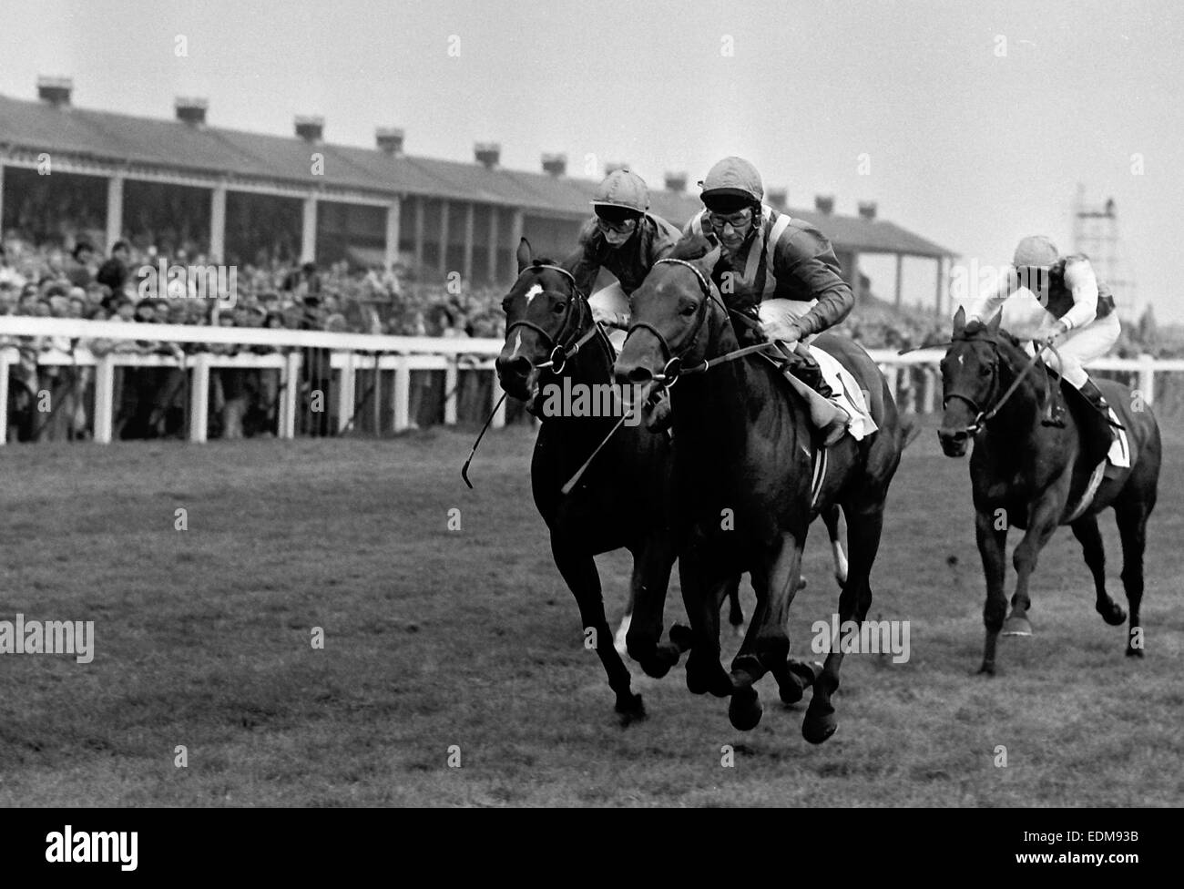 Lester Piggott Gewinnen der St Leger auf Comanche ausführen Stockfoto